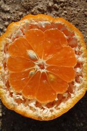              Fruit cross-section (Riverside, CA)       