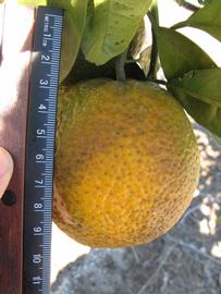              Fruit (Winter Haven, FL)       