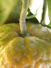              Fruit (Winter Haven, FL)       