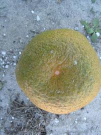              Fruit (Winter Haven, FL)       