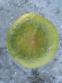              Immature fruit (Winter Haven, FL)       