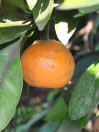            Fruit (Riverside, CA)   