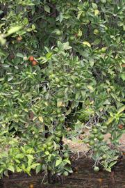            Habit (Riverside, CA)   