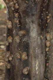            Bark (Riverside, CA)   