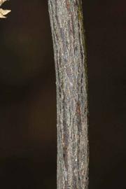              Second - third year twig (Riverside, CA)       