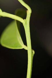            First year twig (Riverside, CA)   