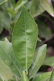              Unifoliolate leaf (Riverside, CA)       