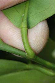              Petiole (Riverside, CA)       