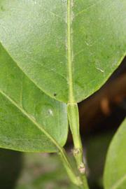              Petiole (Riverside, CA)       