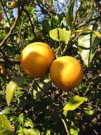            Fruit (Winter Haven, FL)   