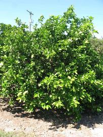            Habit (Winter Haven, FL)   