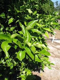            Sun leaves (Winter Haven, FL)   