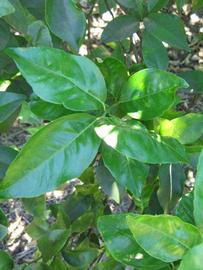            Shade leaves (Winter Haven, FL)   