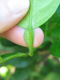              Petiole (Winter Haven, FL)       