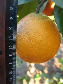            Fruit (Winter Haven, FL)   