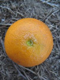            Fruit (Winter Haven, FL)   