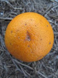            Fruit (Winter Haven, FL)   