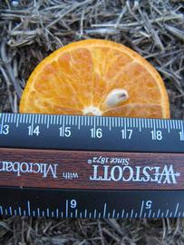            Fruit cross-section (Winter Haven, FL)   