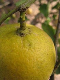            Fruit (Winter Haven, FL)   