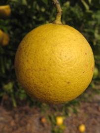            Fruit (Winter Haven, FL)   