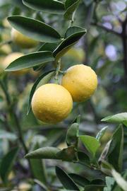            Fruit (Riverside, CA)   