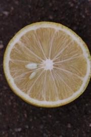              Fruit cross-section of  Citrus aurantifolia         (Palestine, Riverside, CA)       