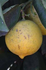            Fruit of  Citrus aurantifolia         (Palestine, Riverside, CA)   
