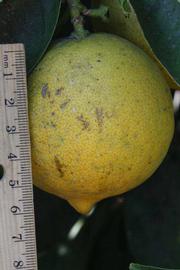            Fruit (Riverside, CA)   