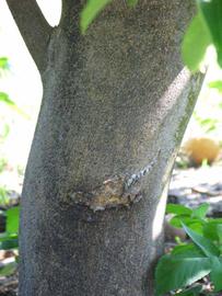            Bark (Winter Haven, FL)      