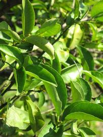              Sun leaves (Winter Haven, FL)       