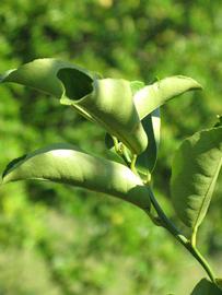              Sun leaves (Winter Haven, FL)       