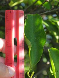            Unifoliolate leaf of  Citrus aurantifolia             (Palestine, Winter Haven, FL)   
