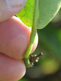              Petiole (Winter Haven, FL)       