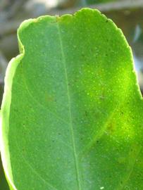              Margin (Winter Haven, FL)       