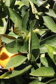            Sun leaves (Palmer, Riverside, CA)   