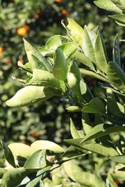               Sun leaves   (Palmer, Riverside,   CA)   