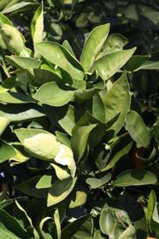            Sun leaves (Palmer, Riverside, CA)   