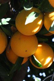              Fruit (Palmer, Riverside, CA)       