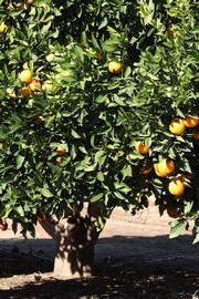            Habit (Palmer, Riverside, CA)   