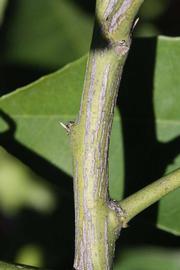              Second - third year twig (Palmer, Riverside, CA)       