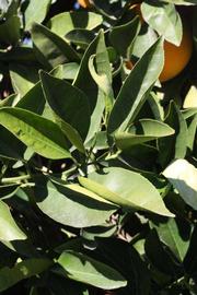            Sun leaves (Palmer, Riverside, CA)   