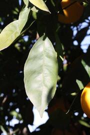              Unifoliolate leaf (Palmer, Riverside, CA)       