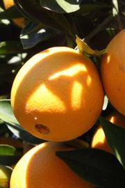              Fruit (Palmer, Riverside, CA)       