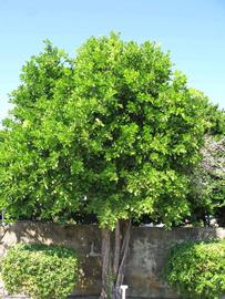            Habit (Winter Haven, FL)   