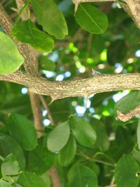              Second - third year twig (Winter Haven, FL)       