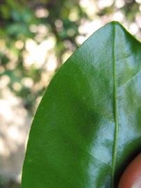              Margin (Winter Haven, FL)       