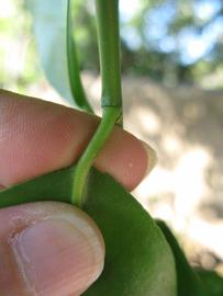              Petiole (Winter Haven, FL)       