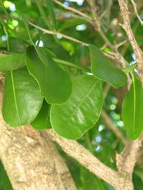              Shade leaves (Winter Haven, FL)       