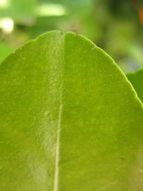              Margin (Winter Haven, FL)       