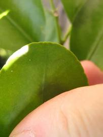              Margin (Winter Haven, FL)       